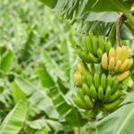 cacho de bananas verdes e amarelas pendurado em um pé de banana robusto em uma plantação em dia claro. Representando a nova espécie de banana abrosia. O fundo é um borrão de folhas verdes densas.
