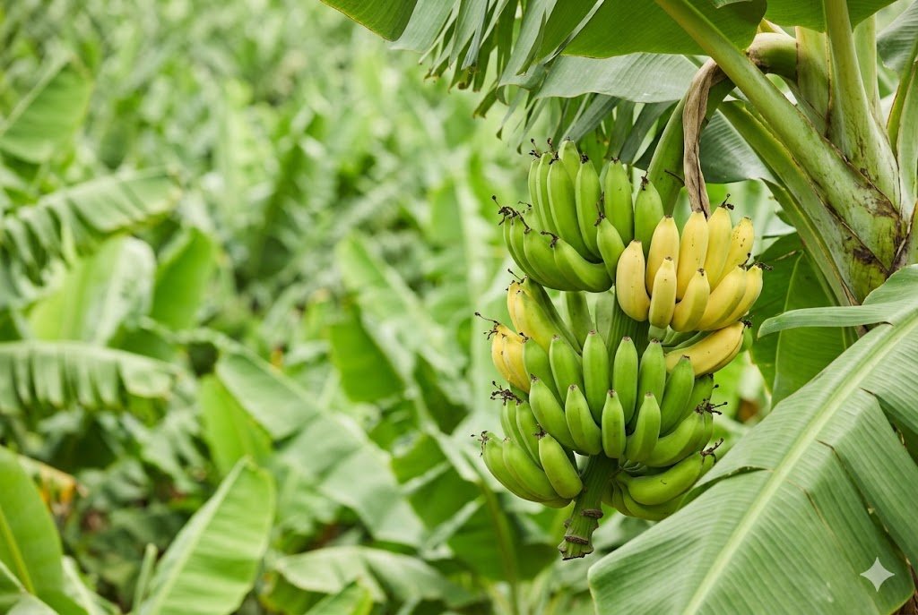 cacho de bananas verdes e amarelas pendurado em um pé de banana robusto em uma plantação em dia claro. Representando a nova espécie de banana abrosia. O fundo é um borrão de folhas verdes densas.