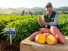 BRS Prenda: A Nova Super Batata-Doce da Embrapa que Une Biofortificação e Produtividade