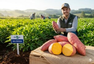 BRS Prenda: A Nova Super Batata-Doce da Embrapa que Une Biofortificação e Produtividade