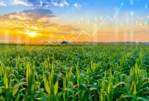 Milho de Primeira Safra deve crescer 38% em São Paulo