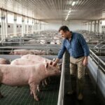 Mercado de Suínos: Impacto da Quaresma e Perspectivas para o Setor