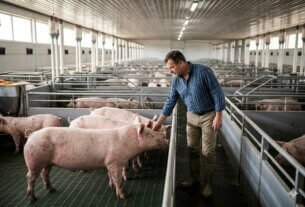 Mercado de Suínos: Impacto da Quaresma e Perspectivas para o Setor